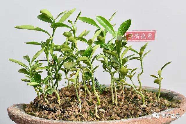 金豆盆景小苗怎么合植拼栽的方法