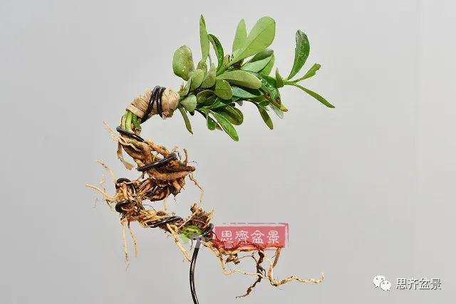 金豆盆景小苗怎么合植拼栽的方法