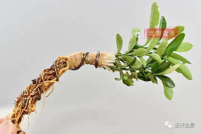 金豆盆景小苗怎么合植拼栽的方法