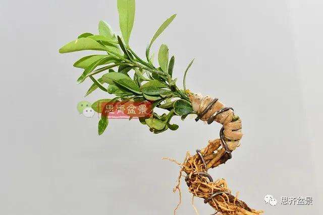 金豆盆景小苗怎么合植拼栽的方法