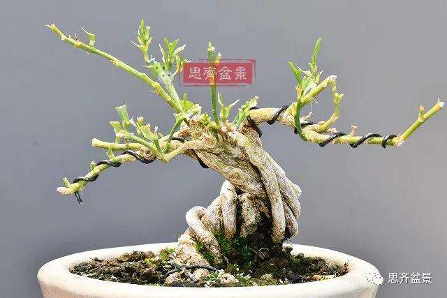 图解 金豆盆景小苗怎么合植拼栽的方法