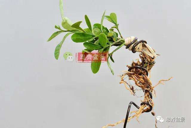 金豆盆景小苗怎么合植拼栽的方法