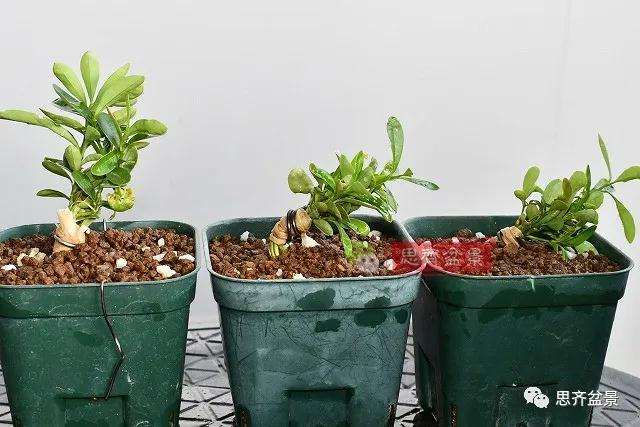 金豆盆景小苗怎么合植拼栽的方法