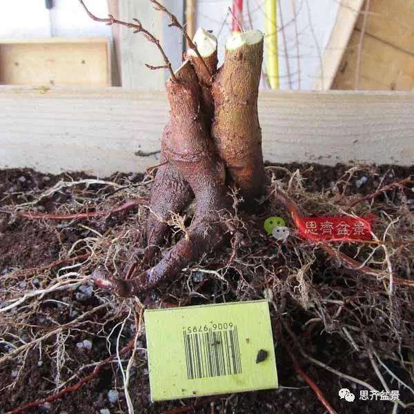 三角枫盆景怎么拼栽的方法