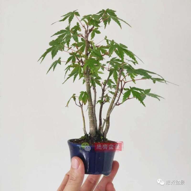 三角枫盆景怎么拼栽的方法