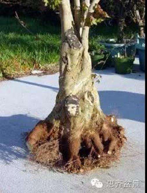 三角枫盆景怎么拼栽的方法