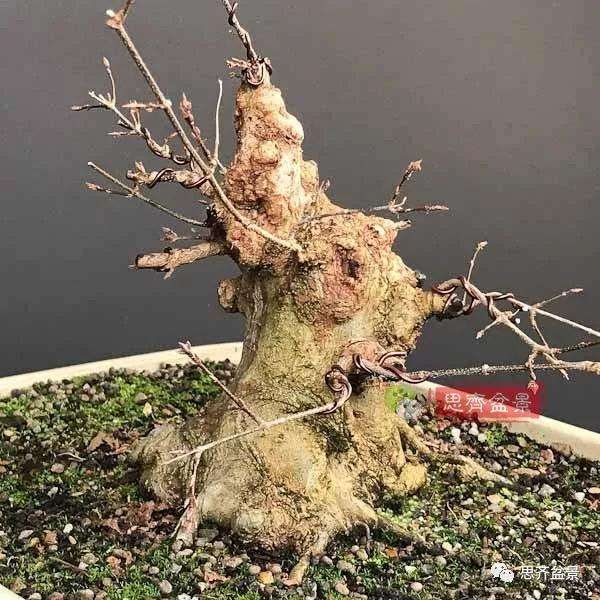 三角枫盆景怎么拼栽的方法