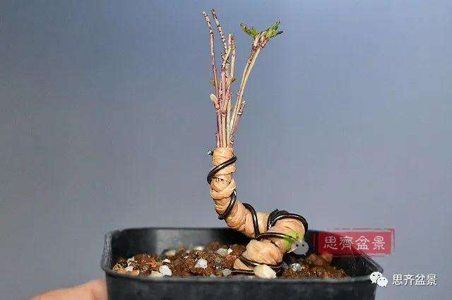 三角枫盆景怎么拼栽的方法