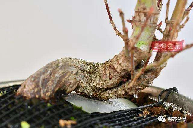 三角枫盆景怎么拼栽的方法