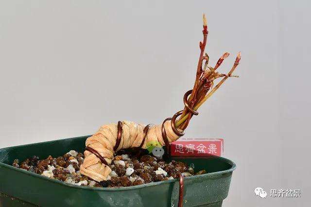 三角枫盆景怎么拼栽的方法