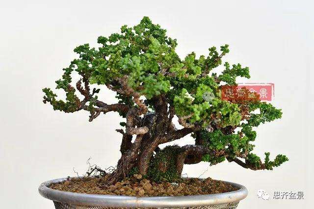 三角枫盆景怎么拼栽的方法