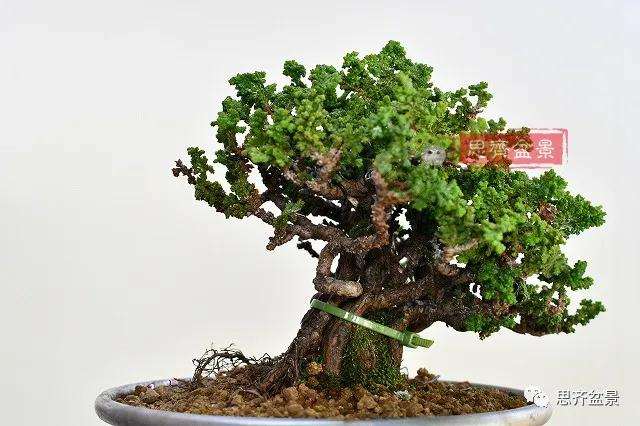 三角枫盆景怎么拼栽的方法