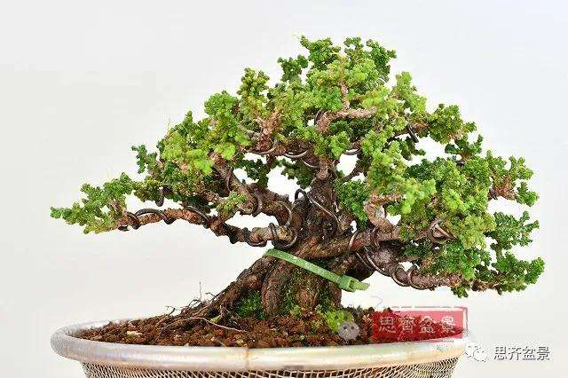三角枫盆景怎么拼栽的方法