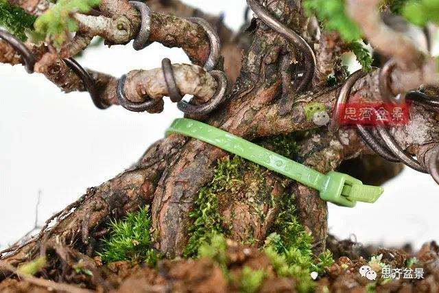 三角枫盆景怎么拼栽的方法