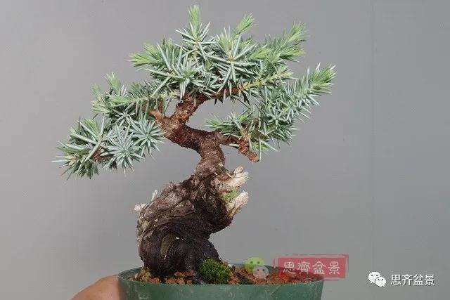 微型杜松盆景
