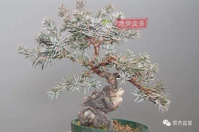 微型杜松盆景