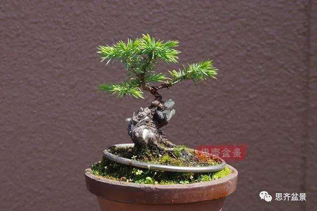 微型杜松盆景