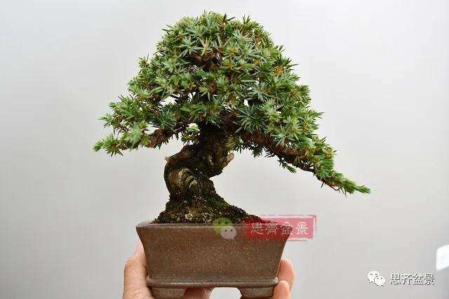 微型杜松盆景