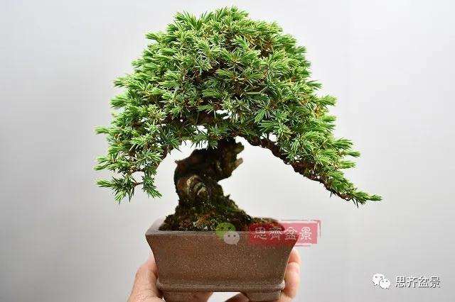微型杜松盆景
