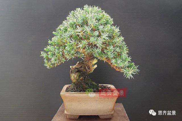 微型杜松盆景