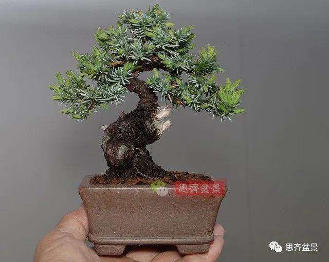 微型杜松盆景