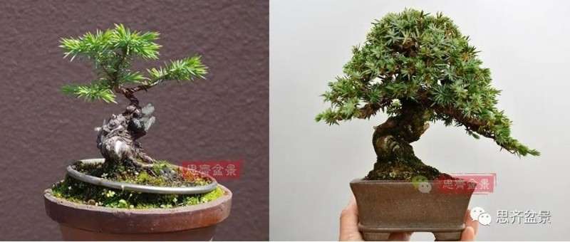 微型杜松盆景