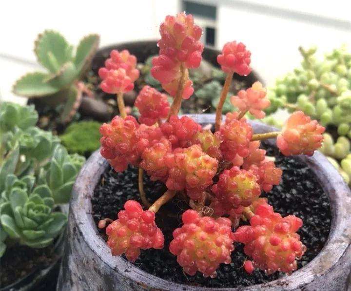 为什么夏天养多肉 黑金沙不能用