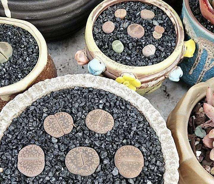 为什么夏天养多肉 黑金沙不能用