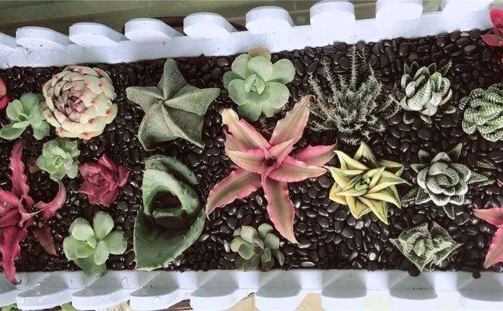 为什么夏天养多肉 黑金沙不能用