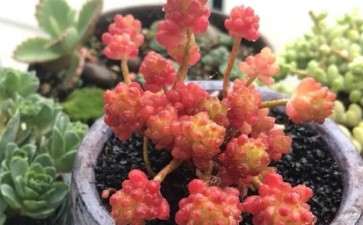 为什么夏天养多肉 黑金沙不能用