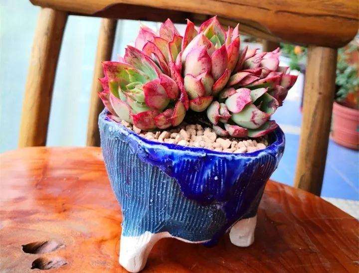 为什么夏天养多肉 硅藻土和赤玉土最好