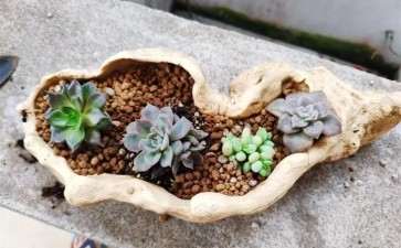 为什么夏天养多肉 硅藻土和赤玉土最好