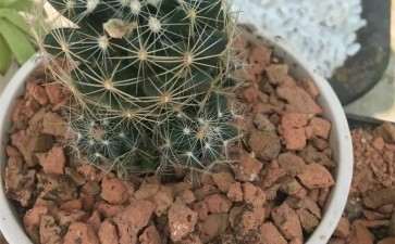 多肉怎么用红砖颗粒铺面的方法