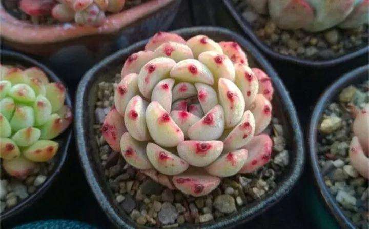 多肉怎么用粗沙颗粒石铺面的方法