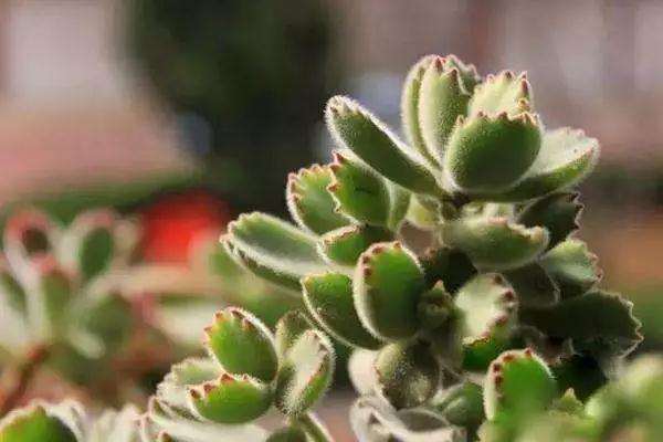 多肉植物怎么摘心的技巧