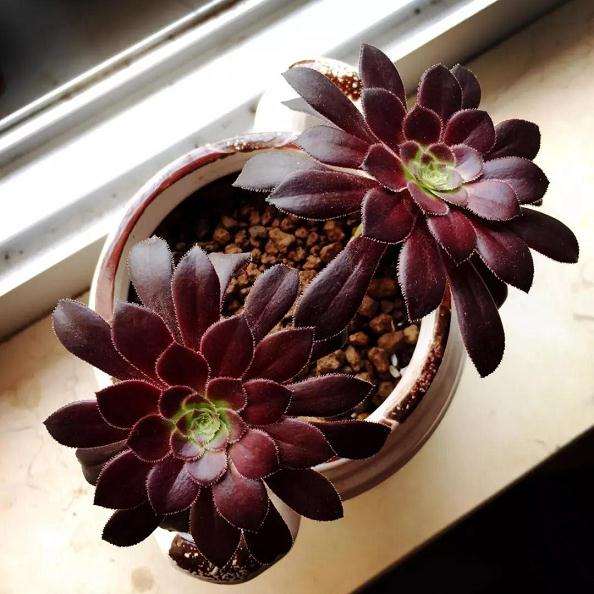 多肉植物怎么摘心的技巧