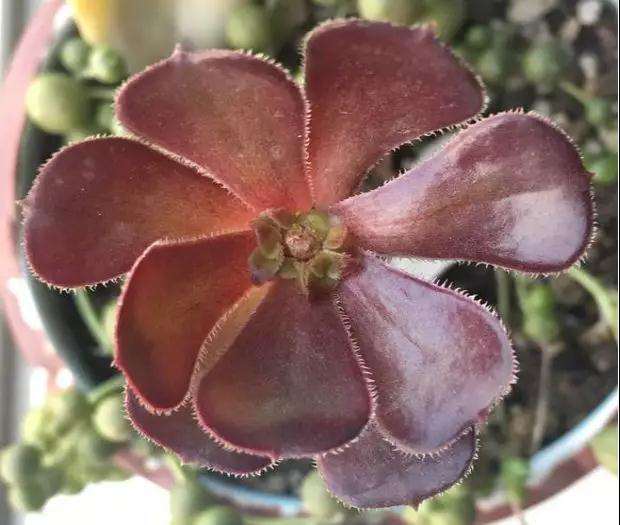 多肉植物怎么摘心的技巧