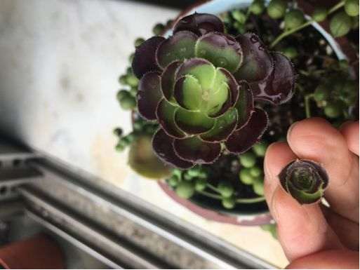 多肉植物怎么摘心的技巧