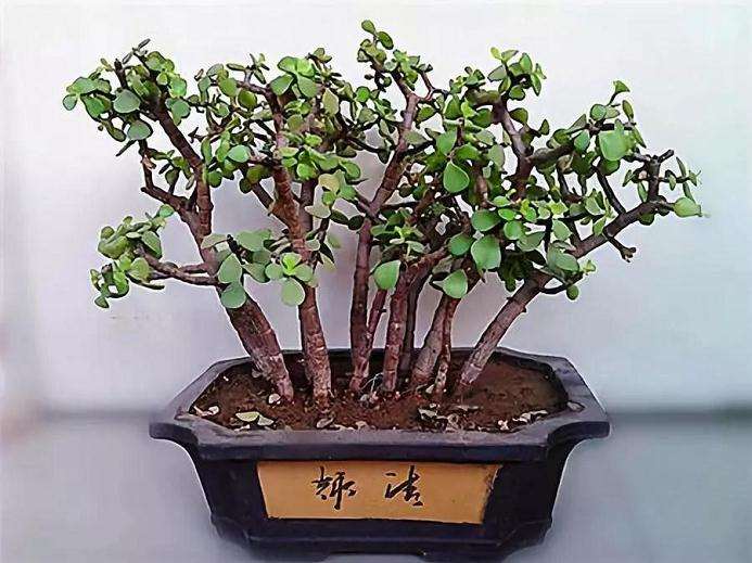 多肉怎么修剪分枝的方法