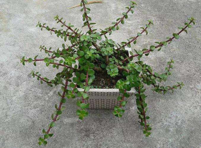 多肉怎么修剪分枝的方法