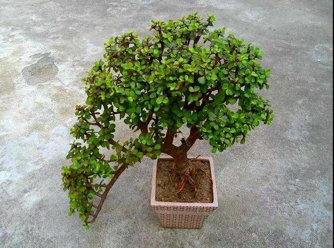 多肉怎么修剪分枝的方法