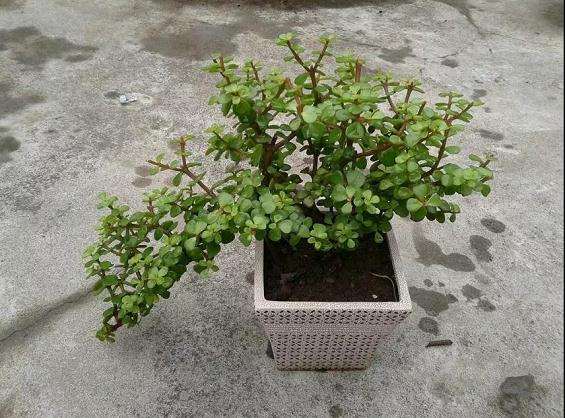 多肉怎么修剪分枝的方法