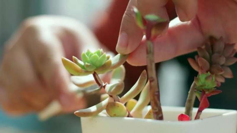 多肉植物怎么砍头的技巧