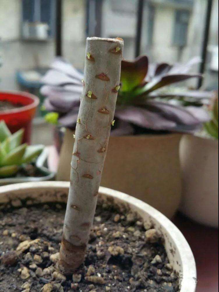 多肉植物怎么砍头的技巧