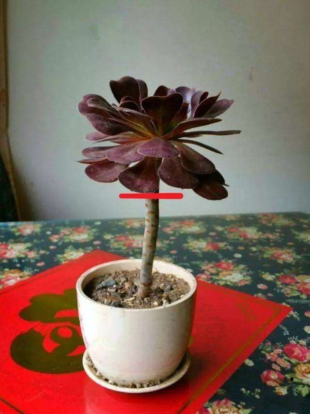 多肉植物怎么砍头的技巧