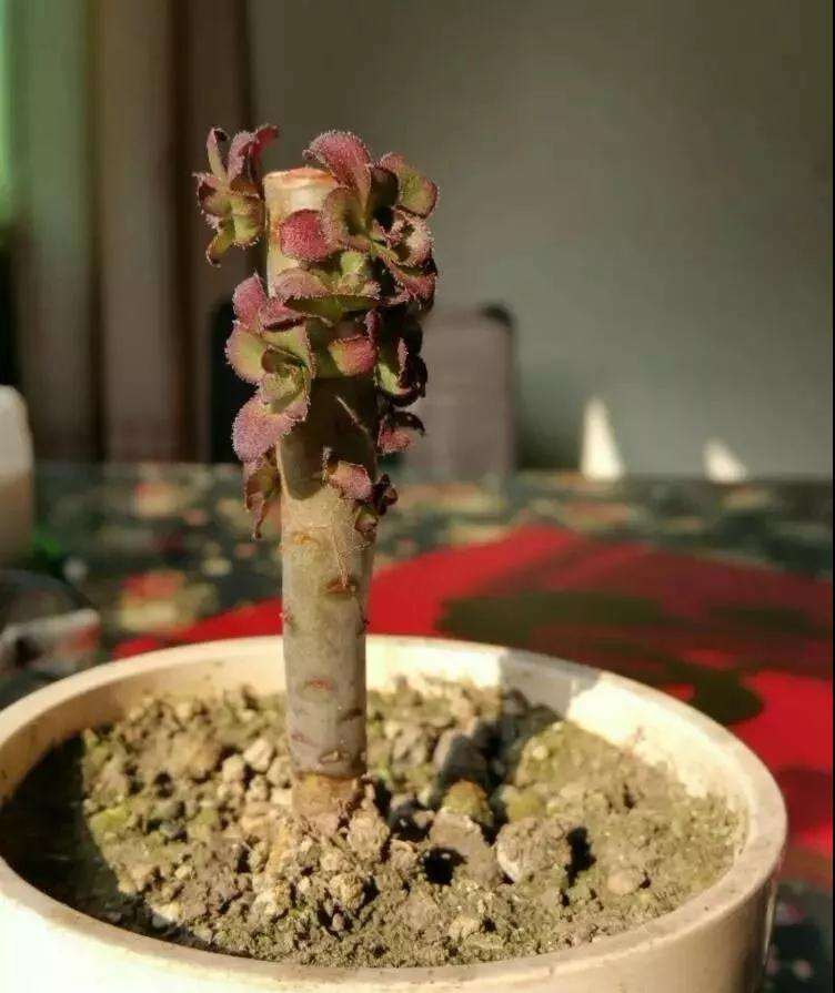 多肉植物怎么砍头的技巧