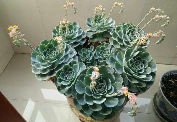 多肉植物怎么砍头的技巧