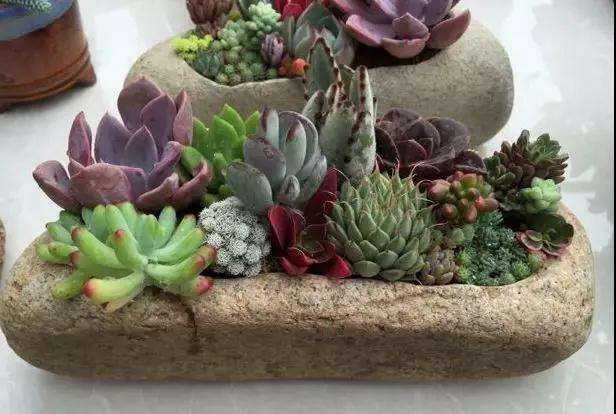 怎么用石头做多肉花盆的方法 图片