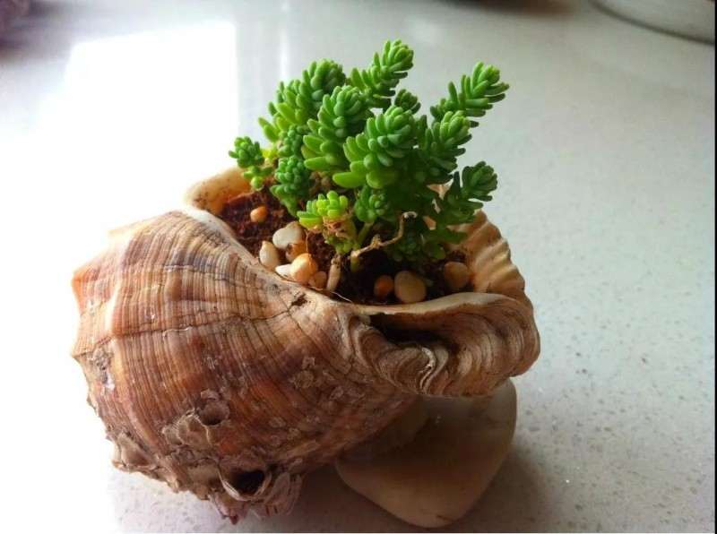如何用海螺种多肉的方法