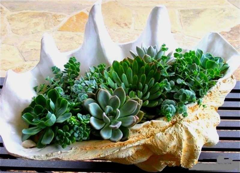 如何用海螺种多肉的方法